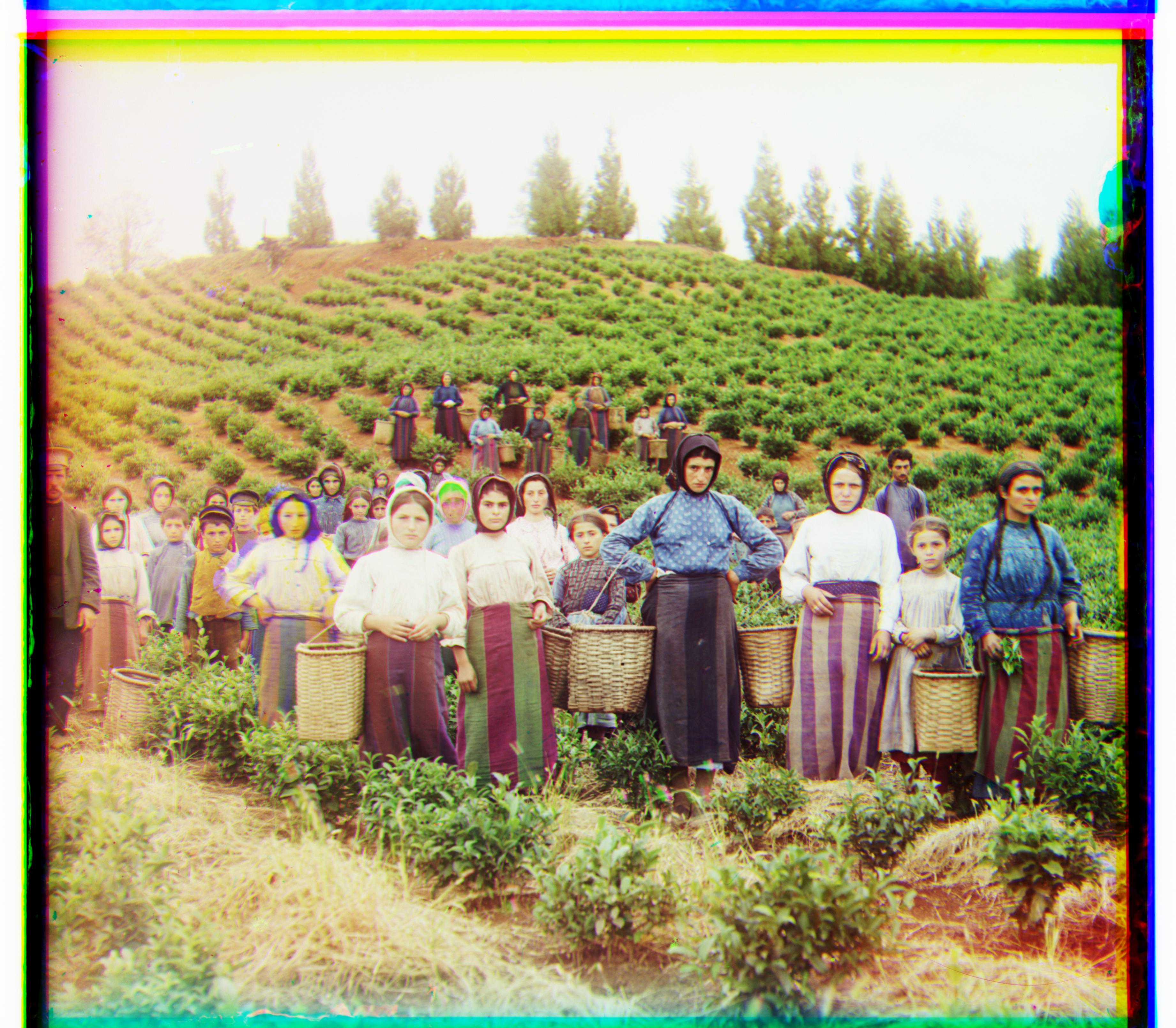Harvesters Linear Autocontrast